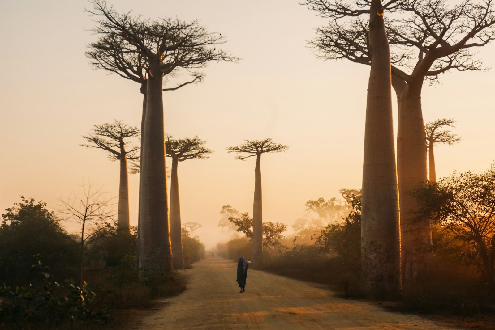 Allée des Baobabs au lever du soleil, Morondava, Madagascar